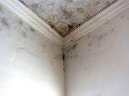 Best Commercial Mold Inspection in Pike Creek, DE